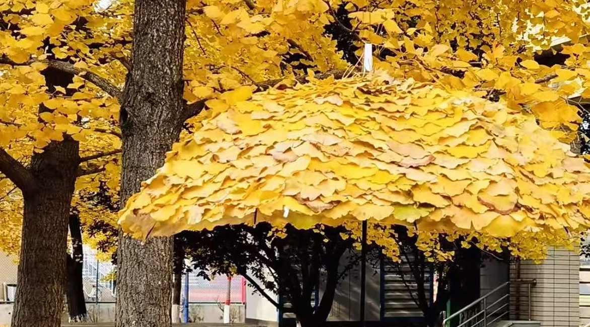 “銀杏傘”藏著生活詩，平凡的浪漫最動人